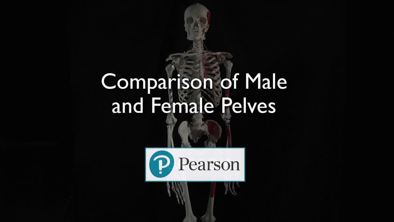 male vs female