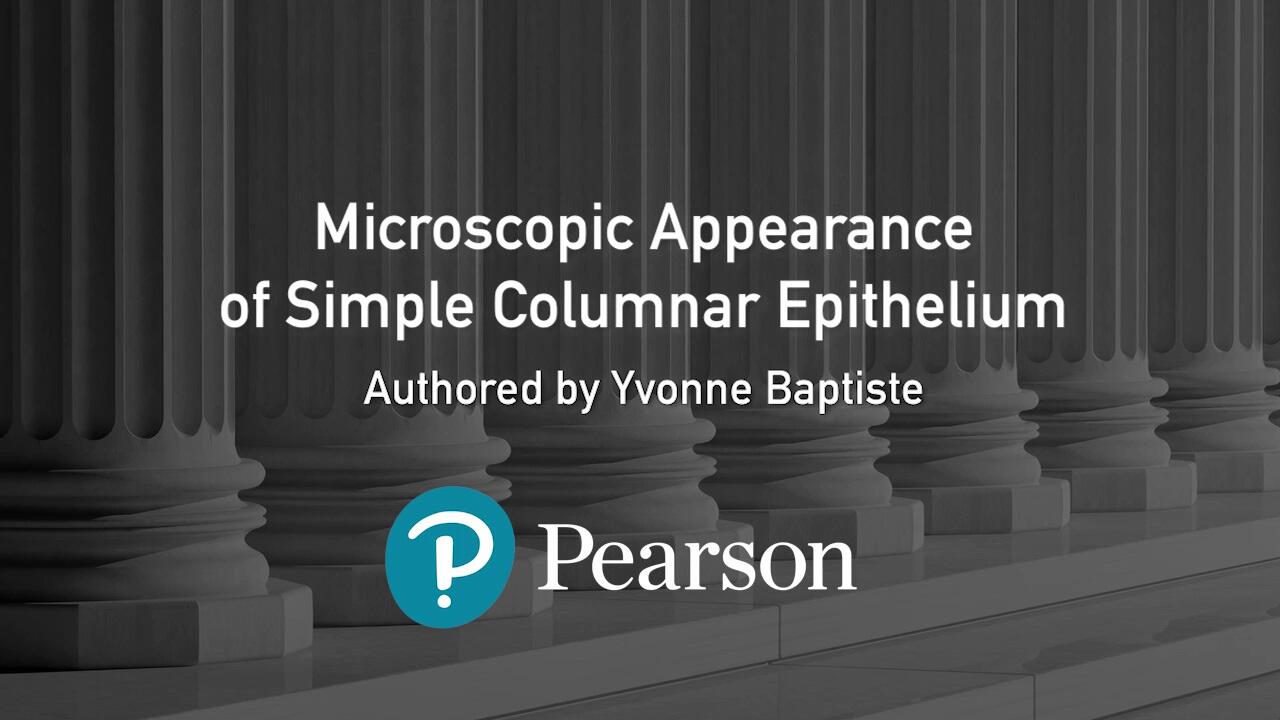 Simple Columnar Epithelium