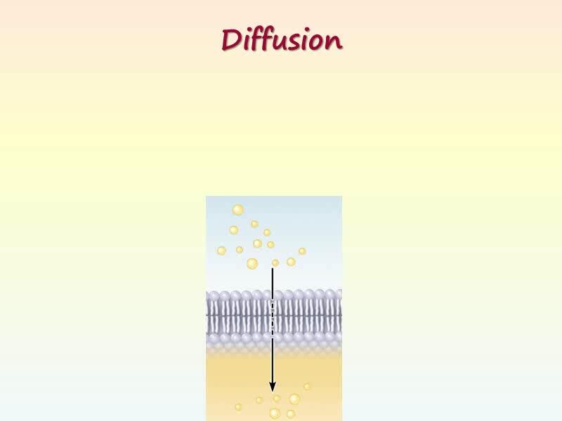 Diffusion Cell Membrane