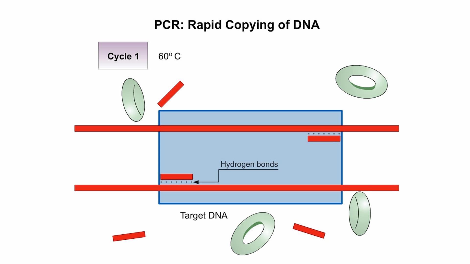 Dna Fingerprinting Process Animation