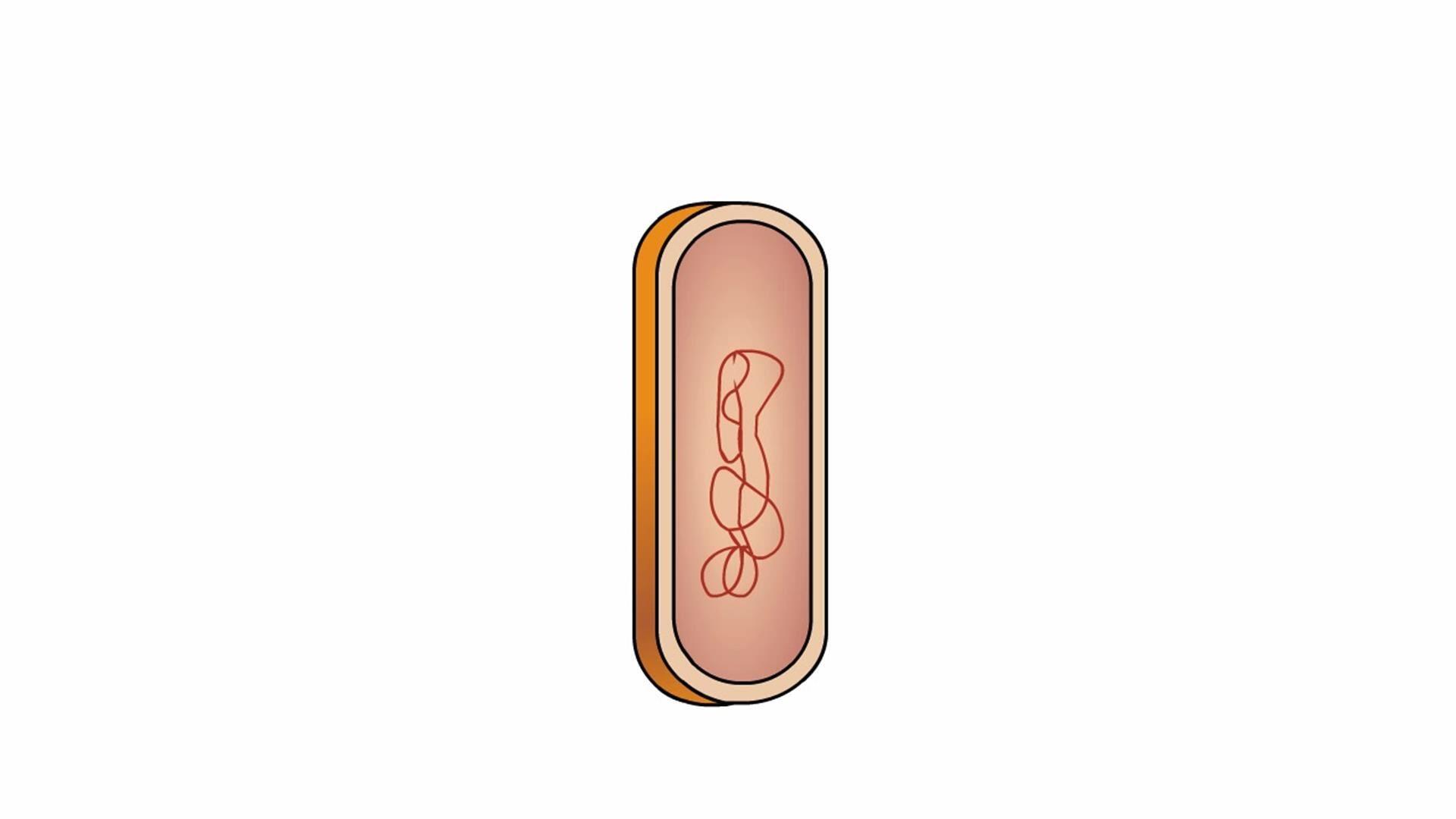 bacterial conjugation animation