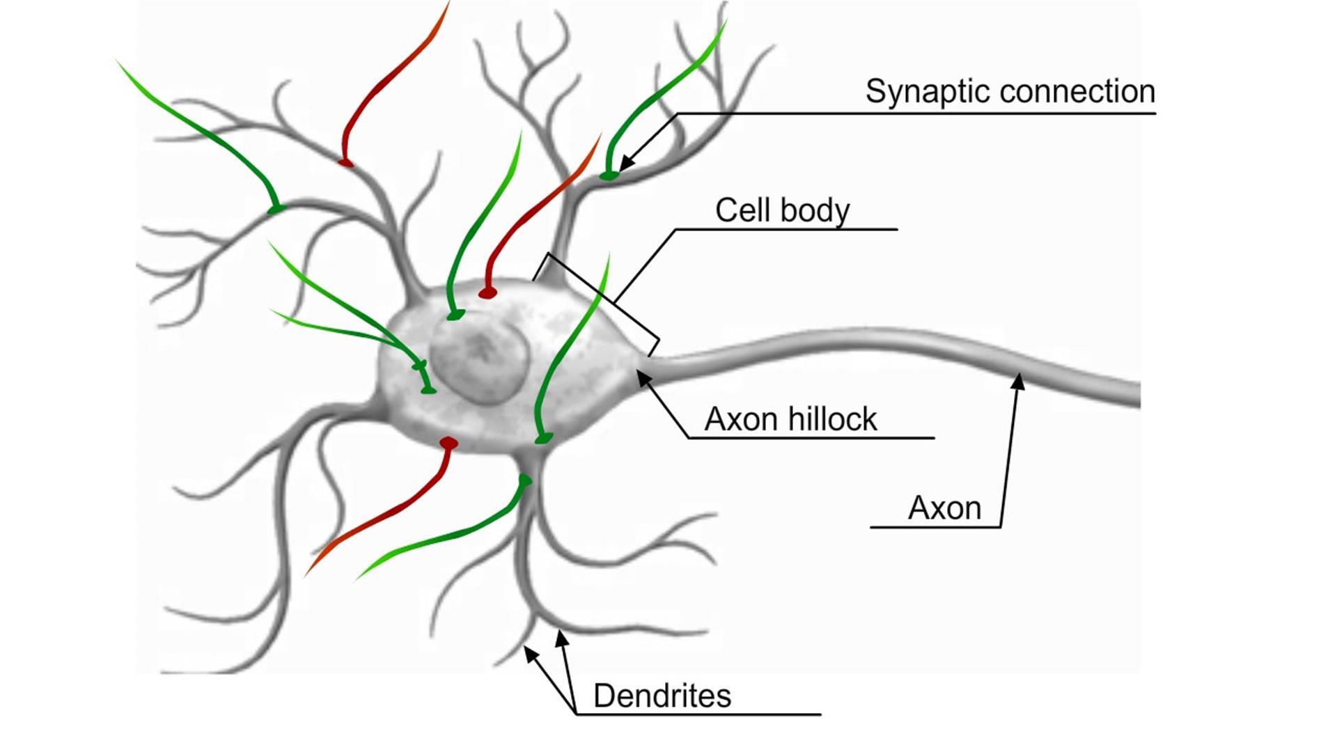 action potential neuron animation