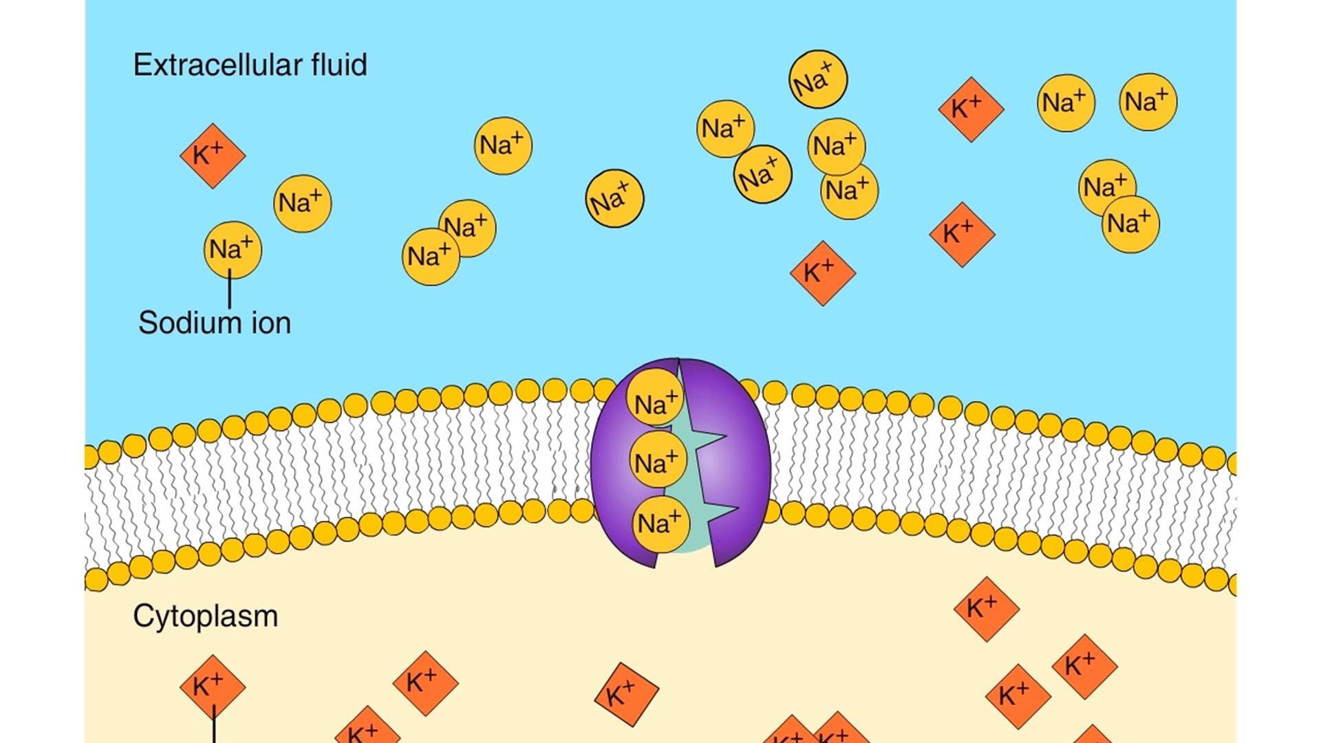 Active Transport Animation