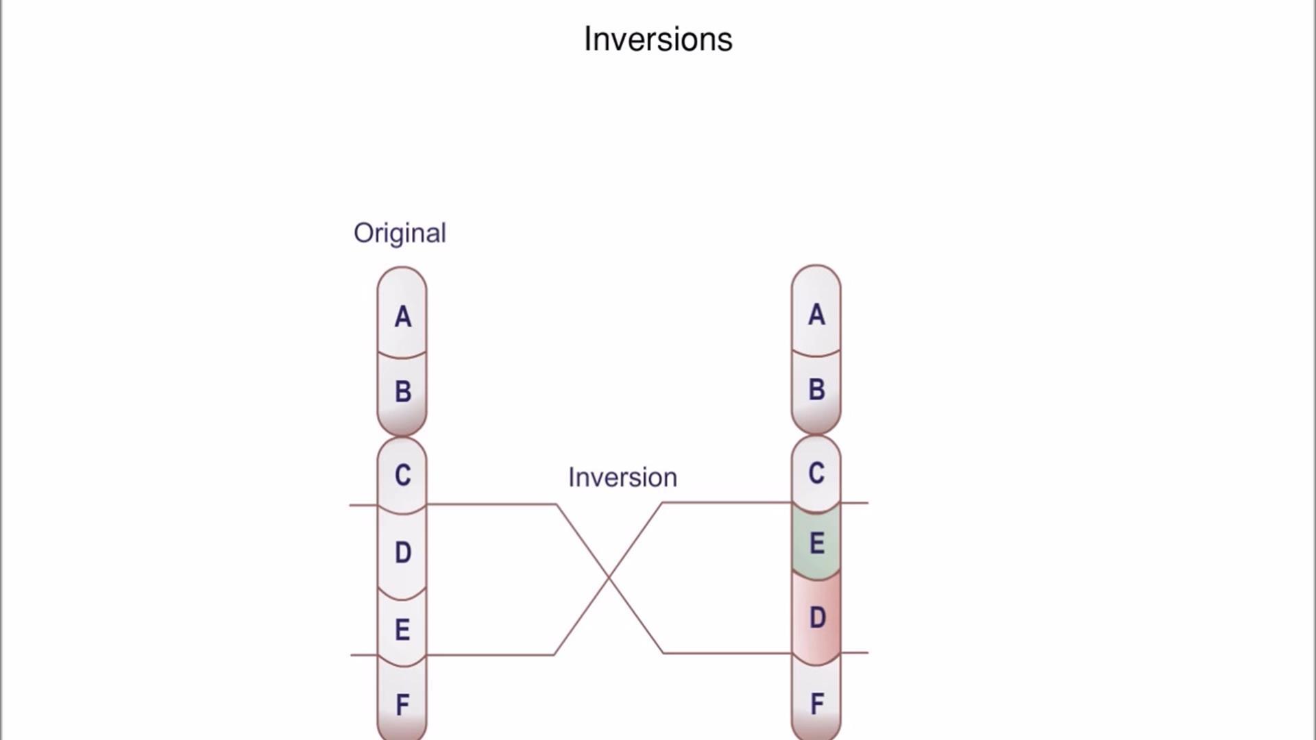 Animation: Alterations of Chromosome Structure | Pearson+ Channels