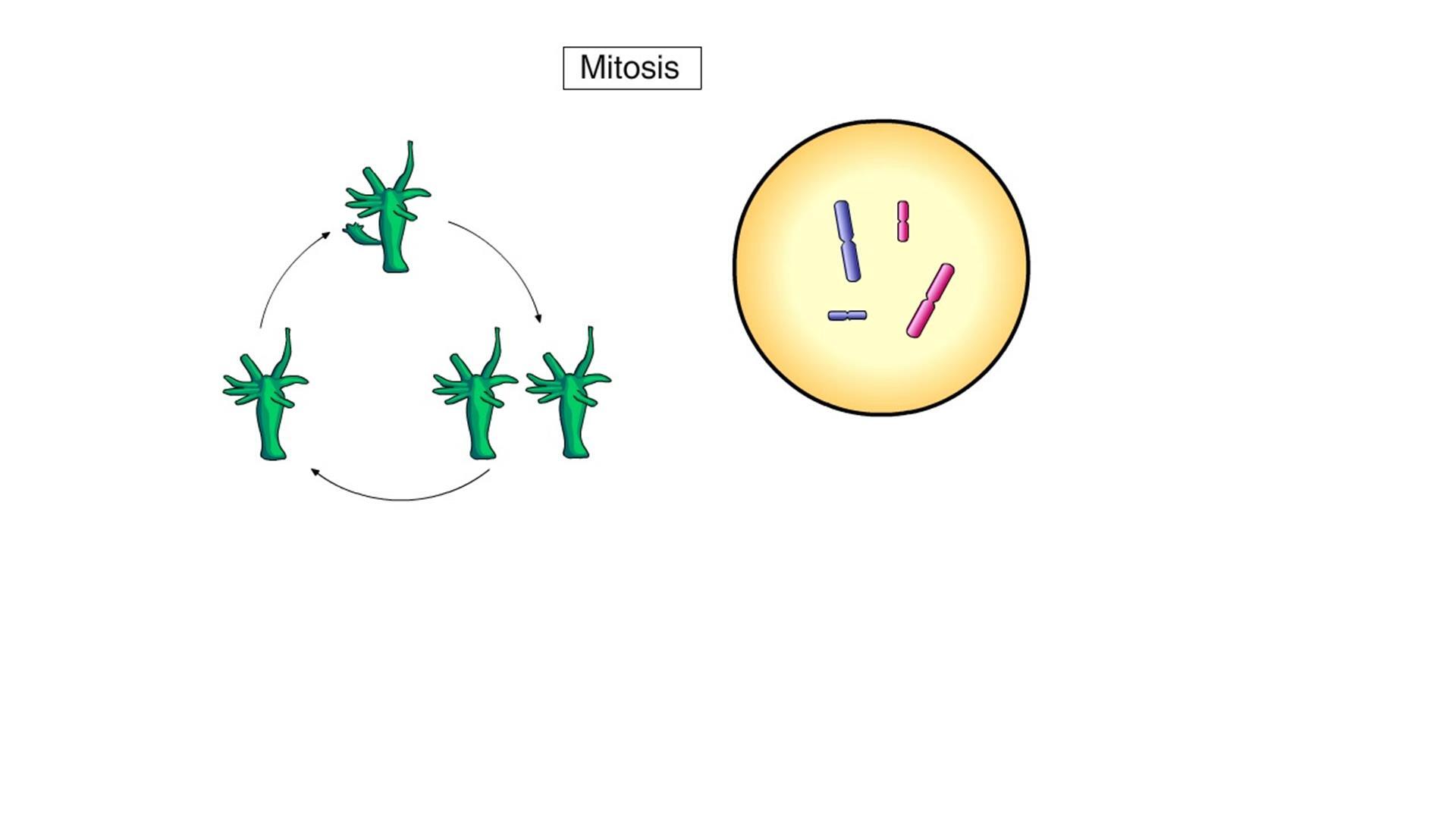 cell cycle mitosis animation
