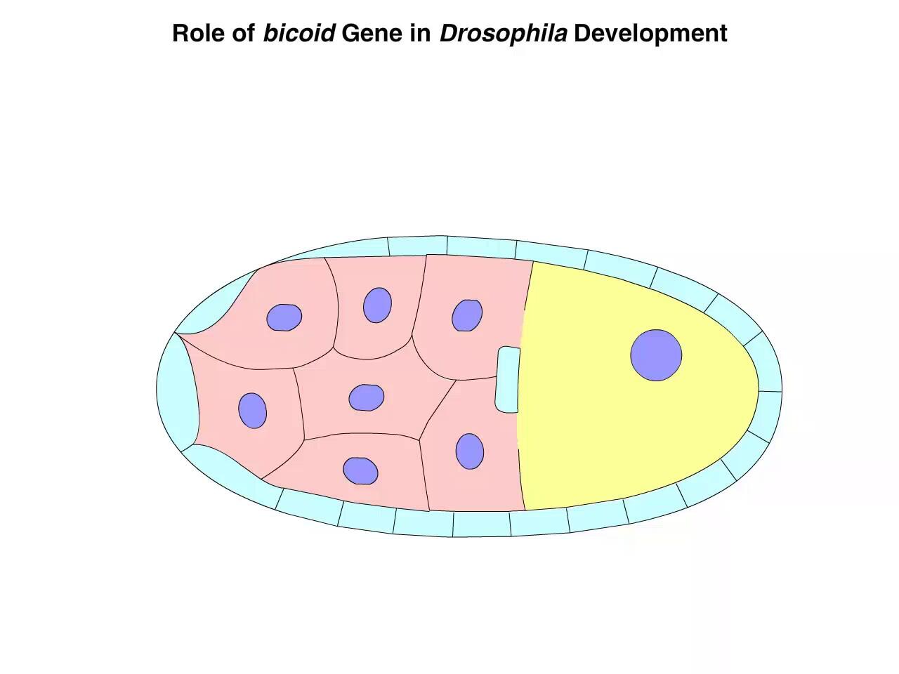 Animation: Role of bicoid Gene in Drosophila Development | Pearson+ Channels