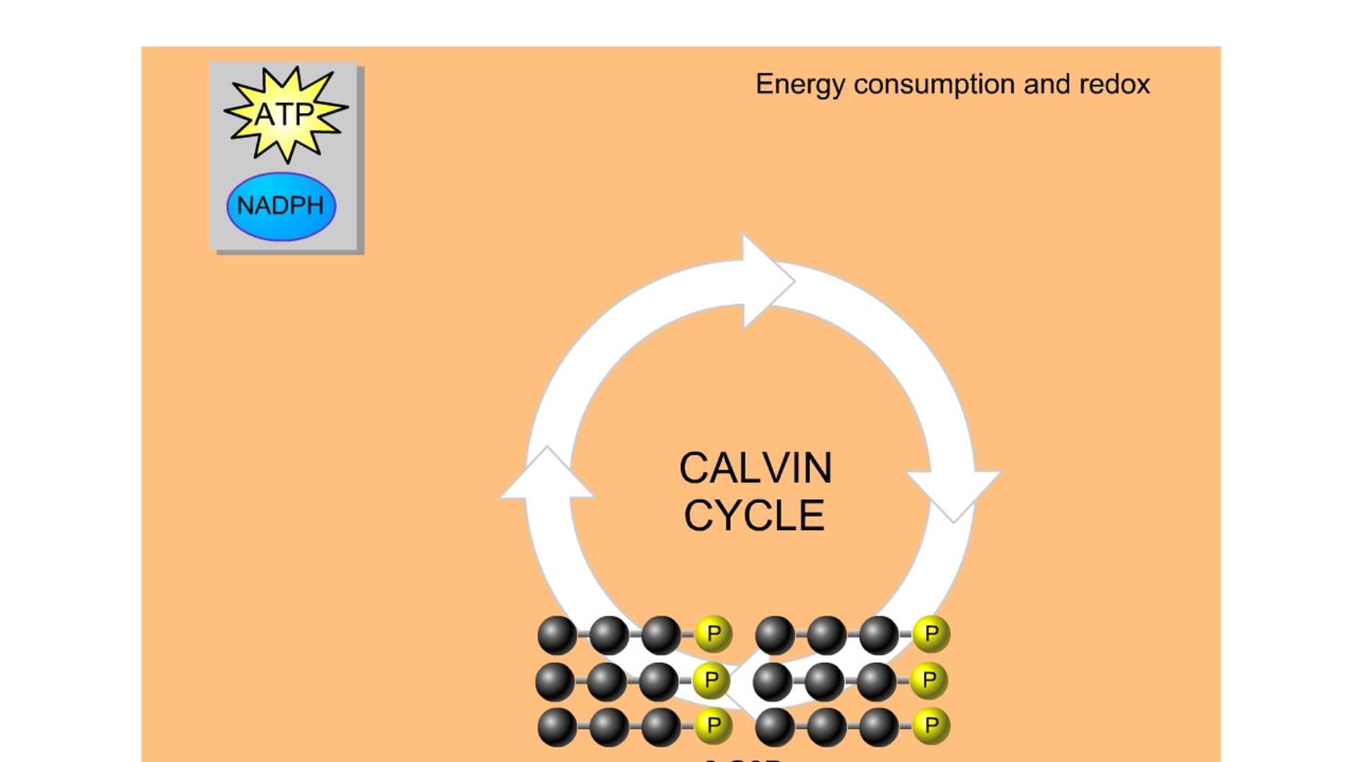 Calvin Cycle