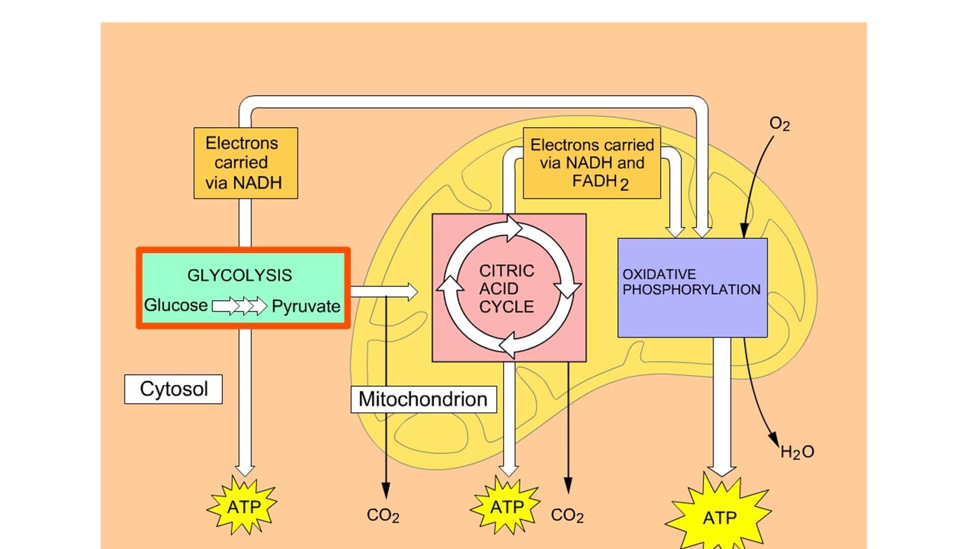 mitochondria diagram labeled cellular respiration