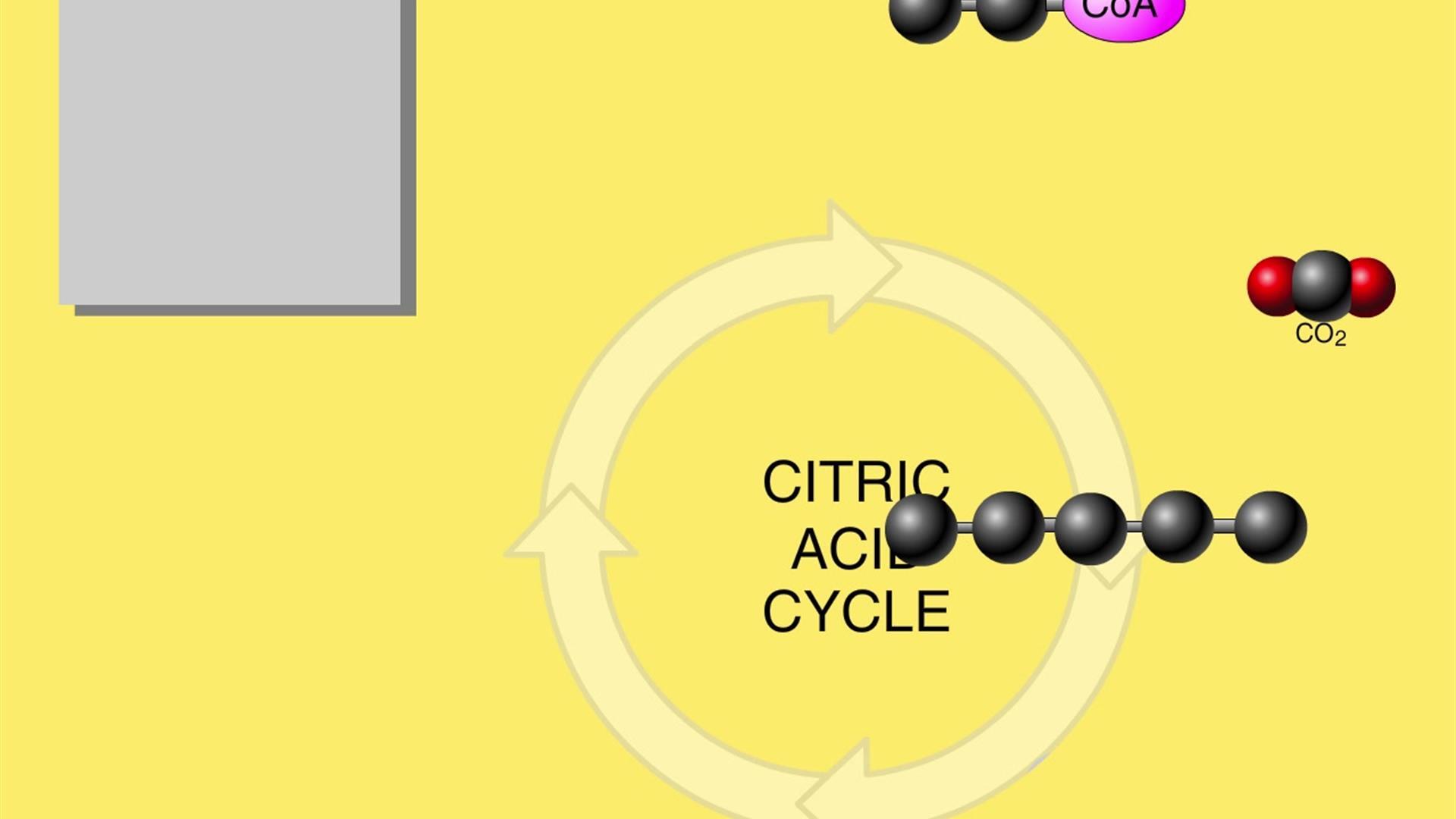 Animation: The Citric Acid Cycle | Pearson+ Channels