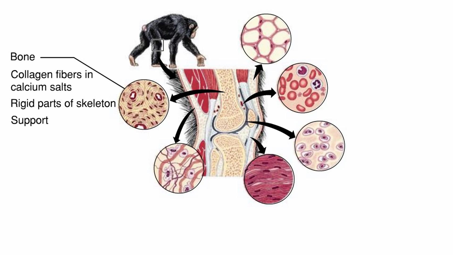 What Are Connective Tissues
