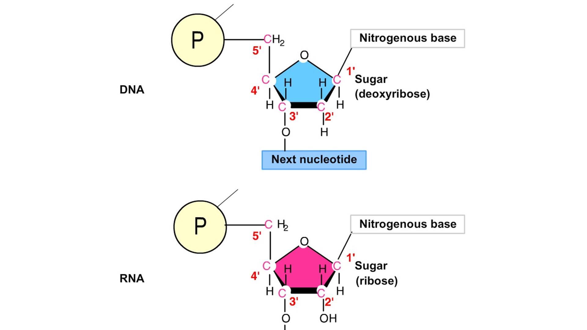 dna rna diagram