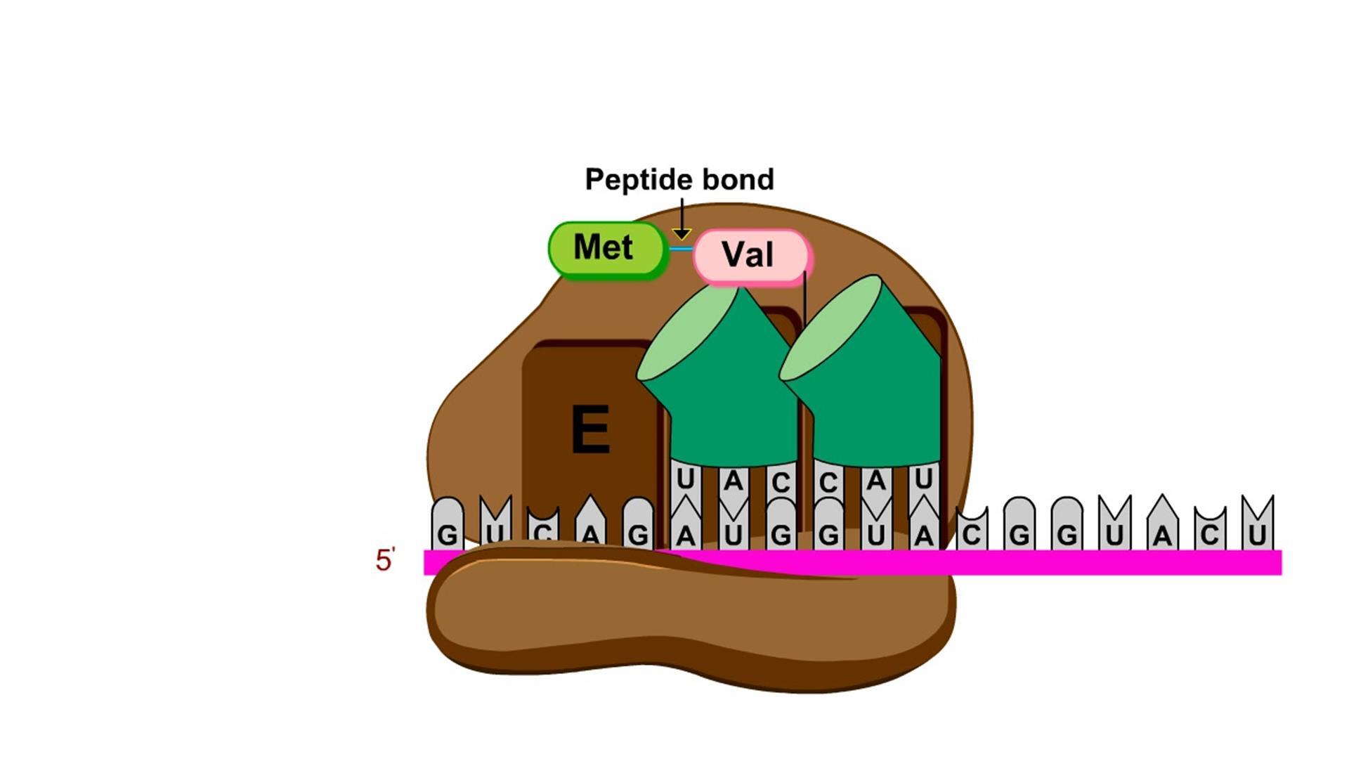 peptide bond formation animation