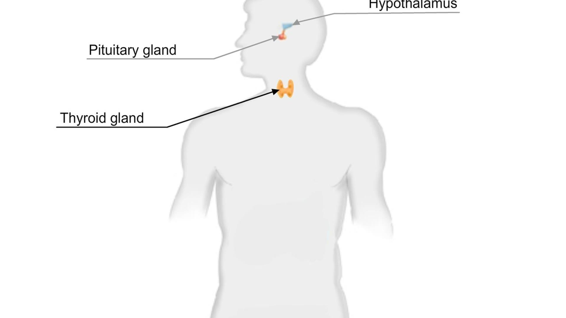 Animation: Endocrine System Anatomy | Channels for Pearson+