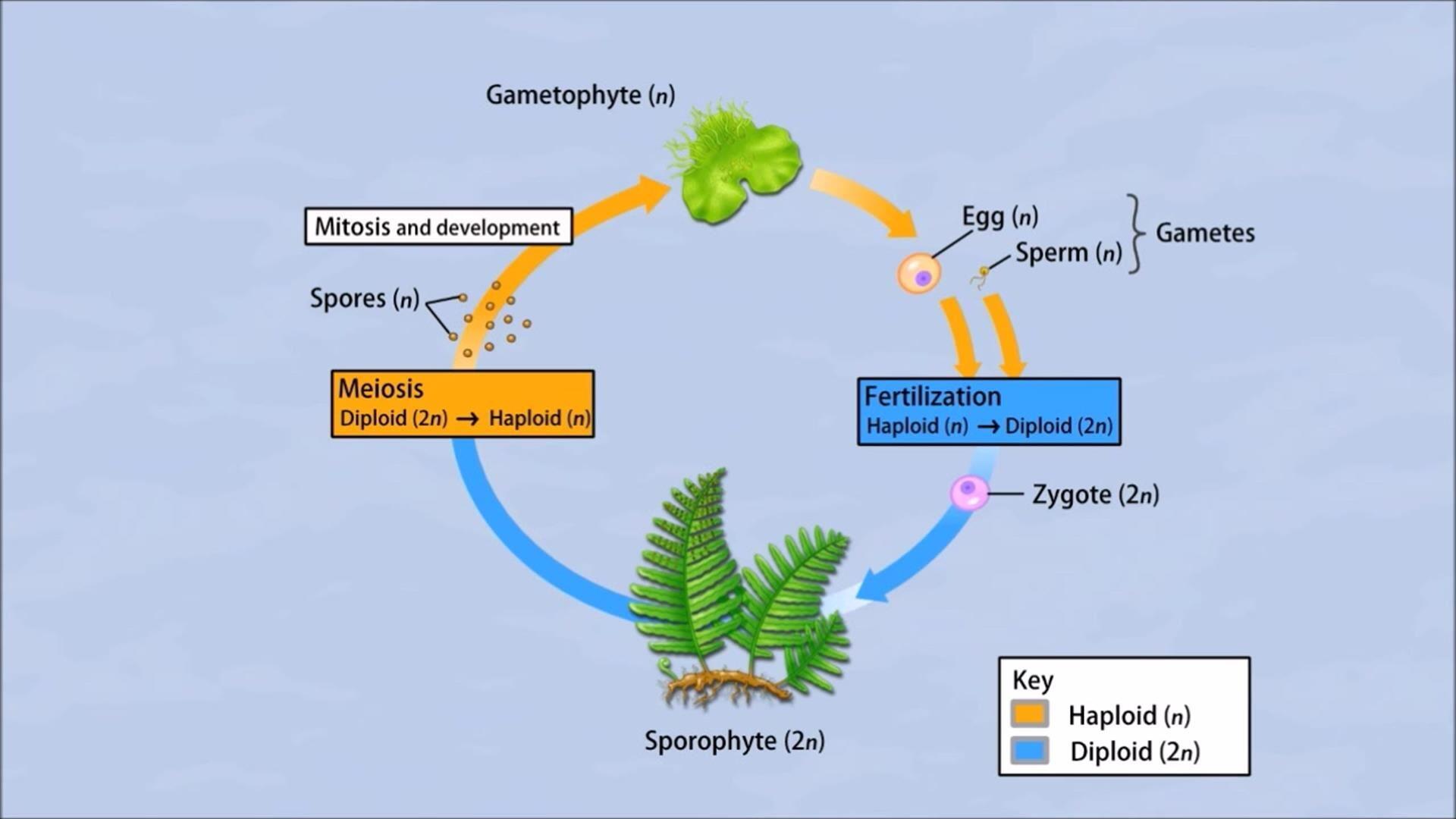 Life Cycle Of A Fern