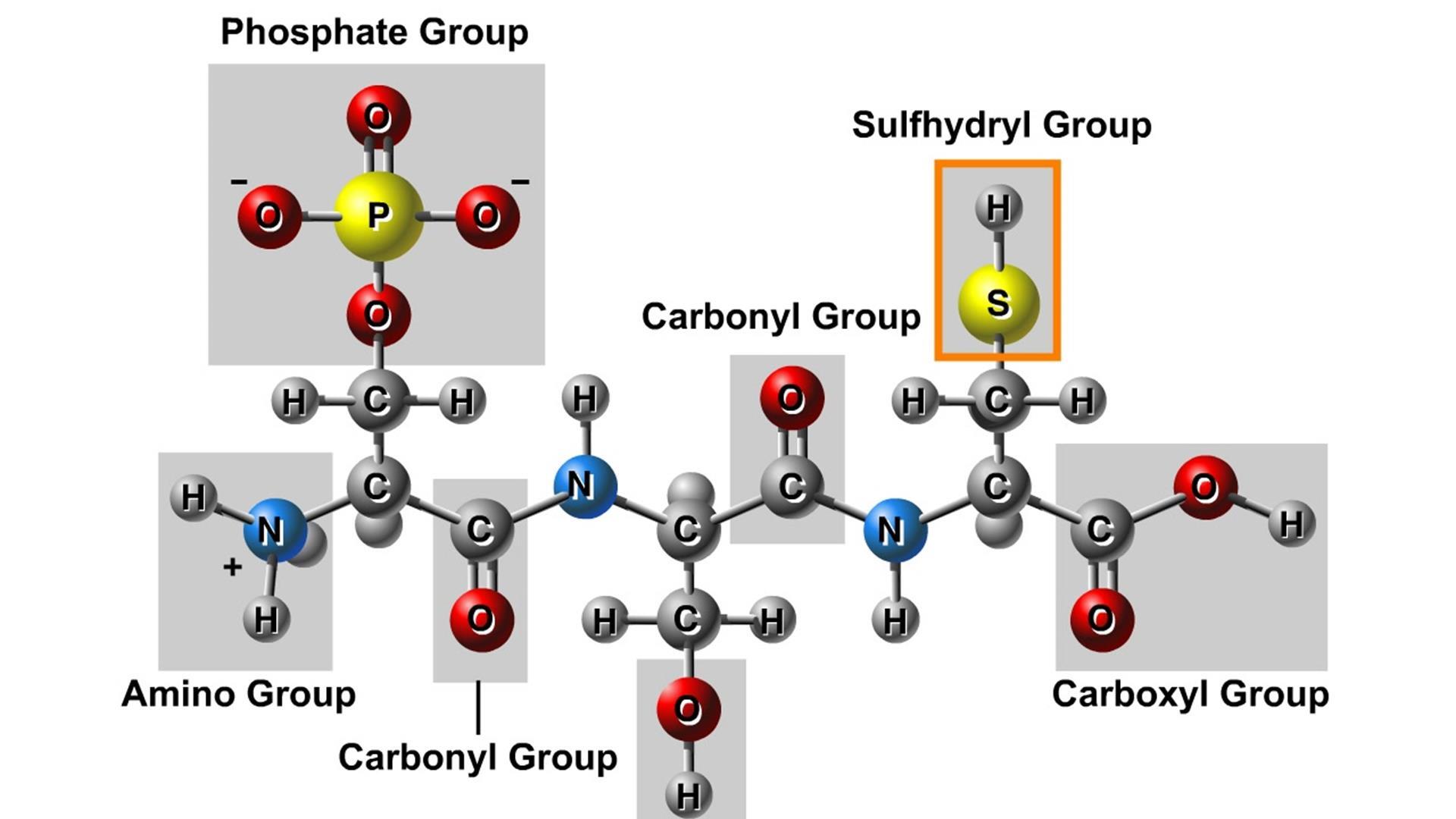 sulfhydryl group model