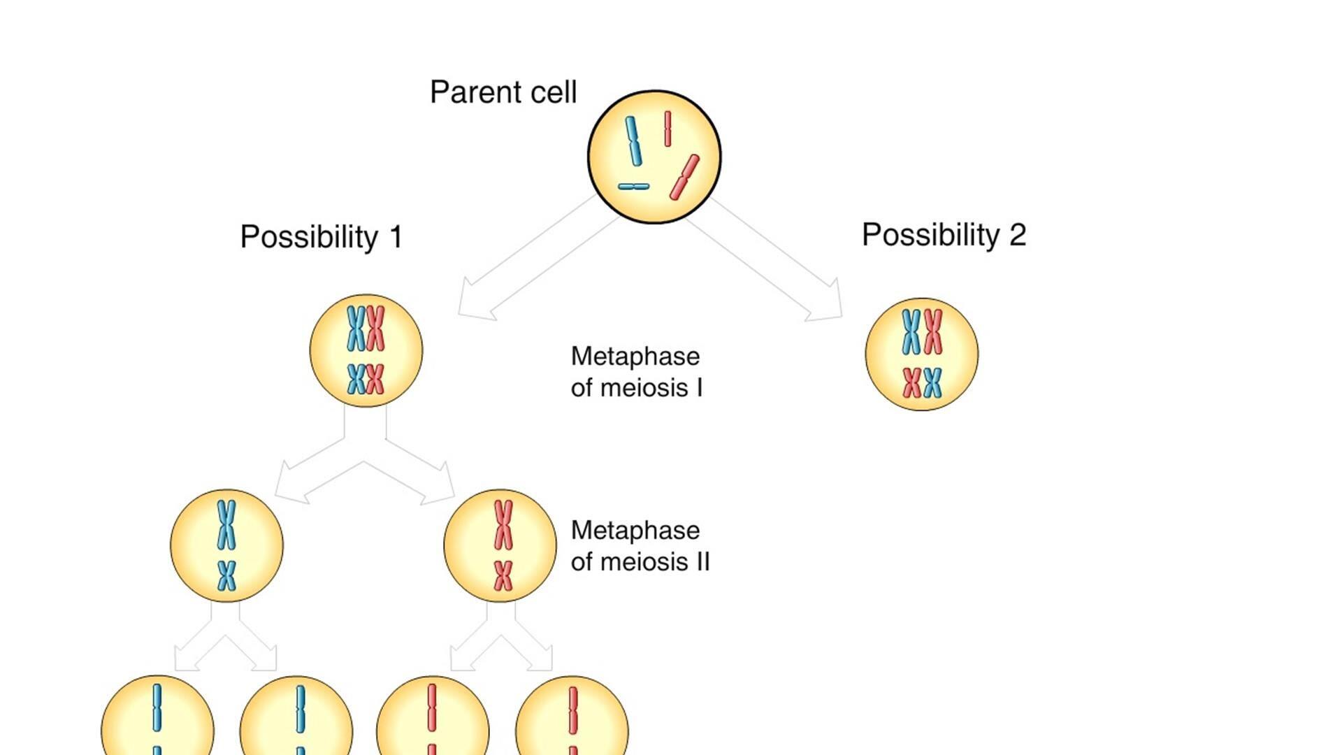 independent assortment of chromosomes