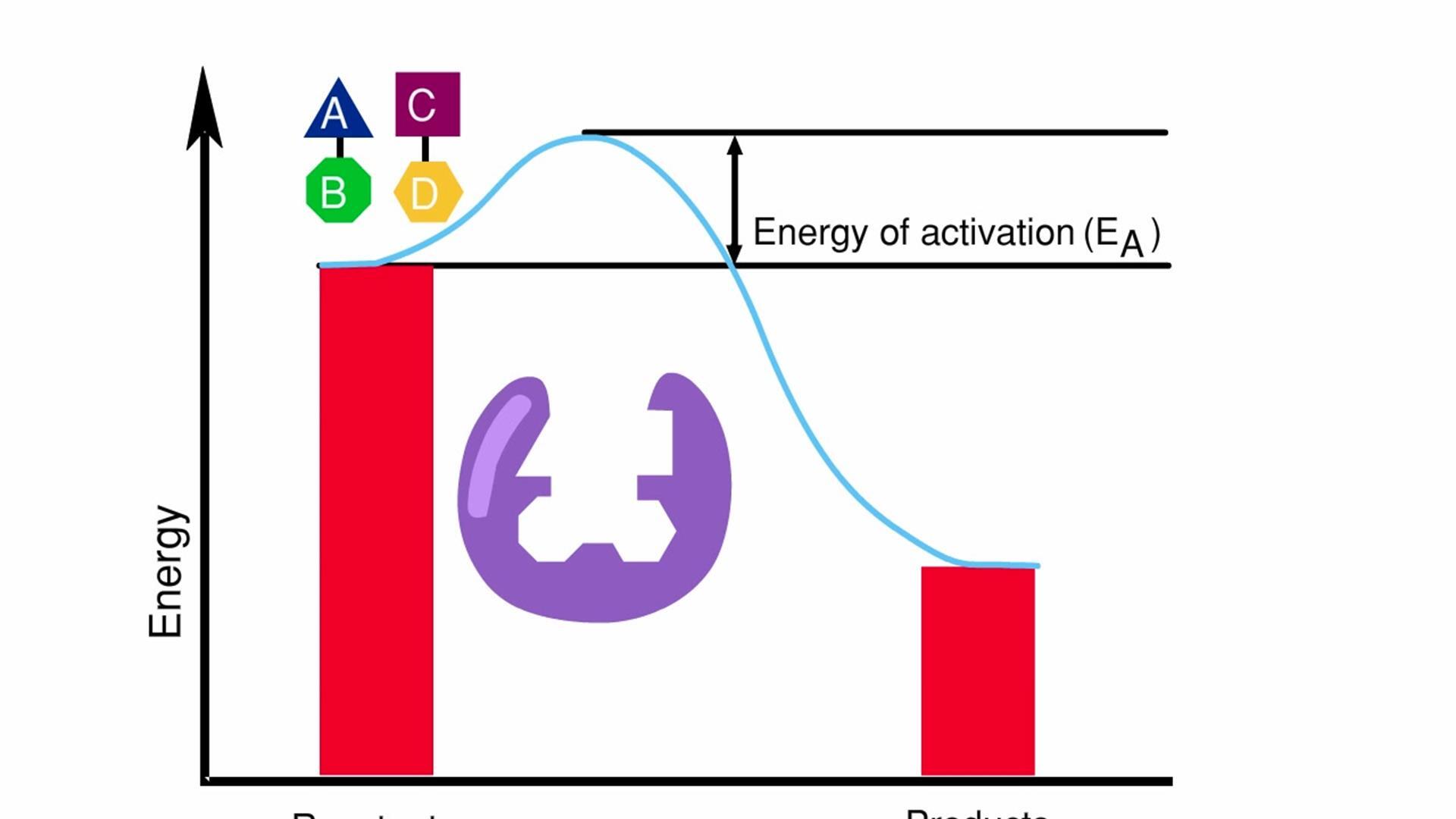 enzyme activation energy