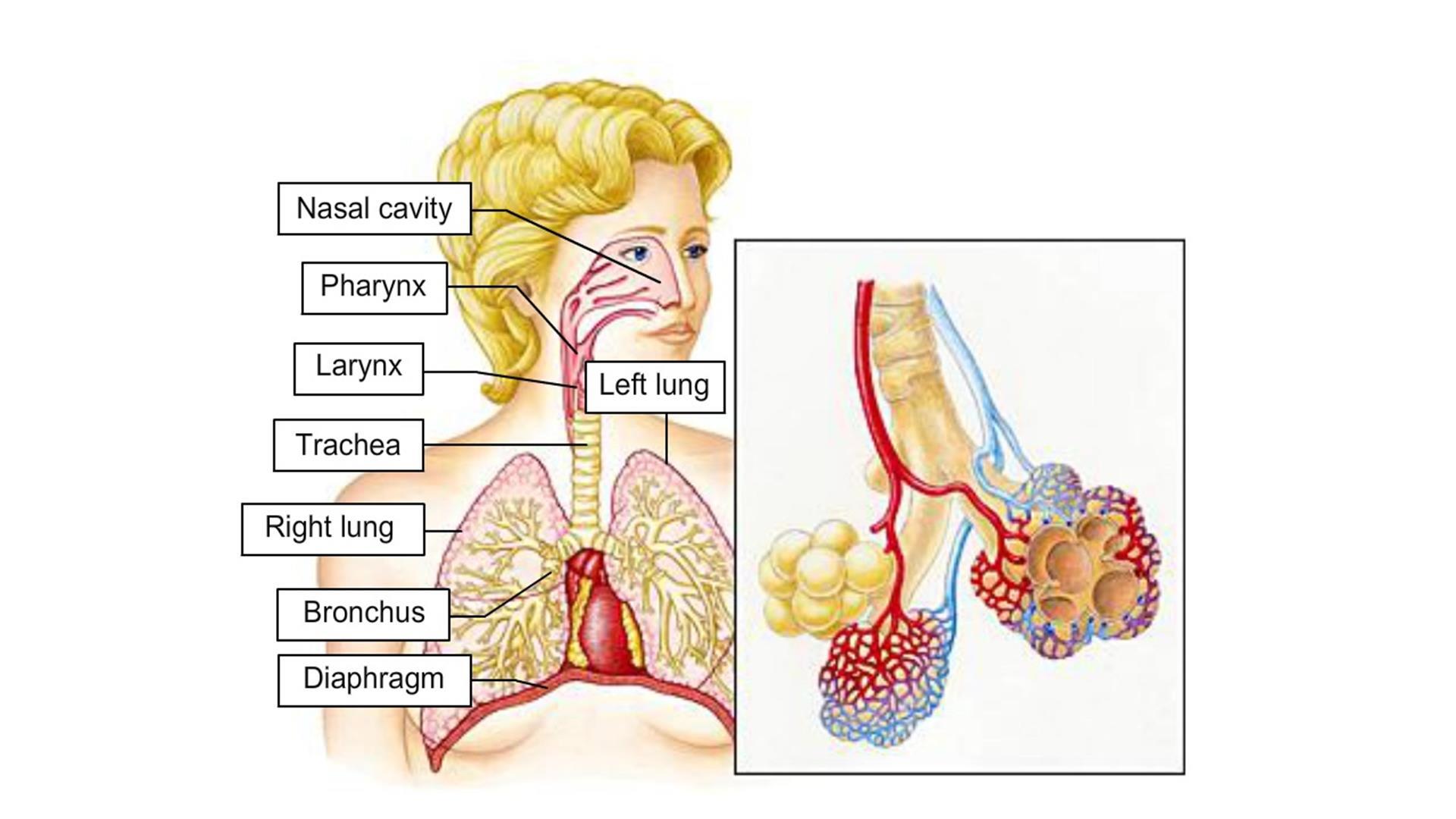 human respiratory system diagram