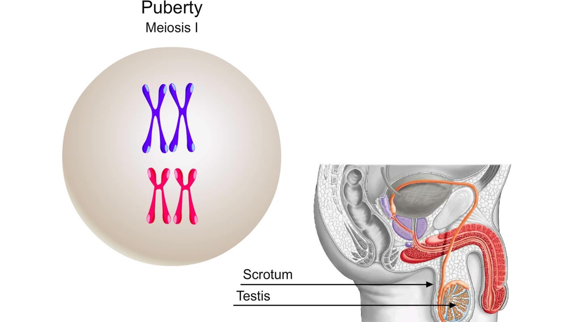 Animation: Human Spermatogenesis | Pearson+ Channels