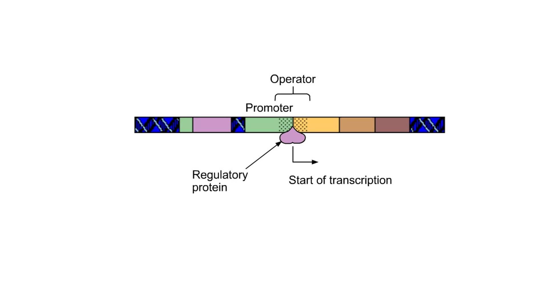 Animation: The lac Operon in E. coli | Pearson+ Channels