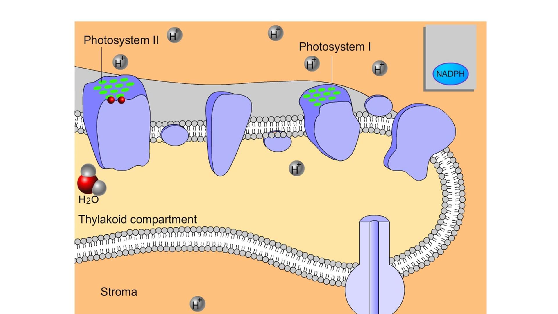 mastering biology light reactions of photosynthesis