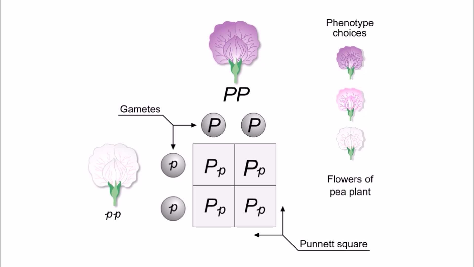 Animation: Mendel's Cross of One Character: Flower Color | Pearson+ Channels