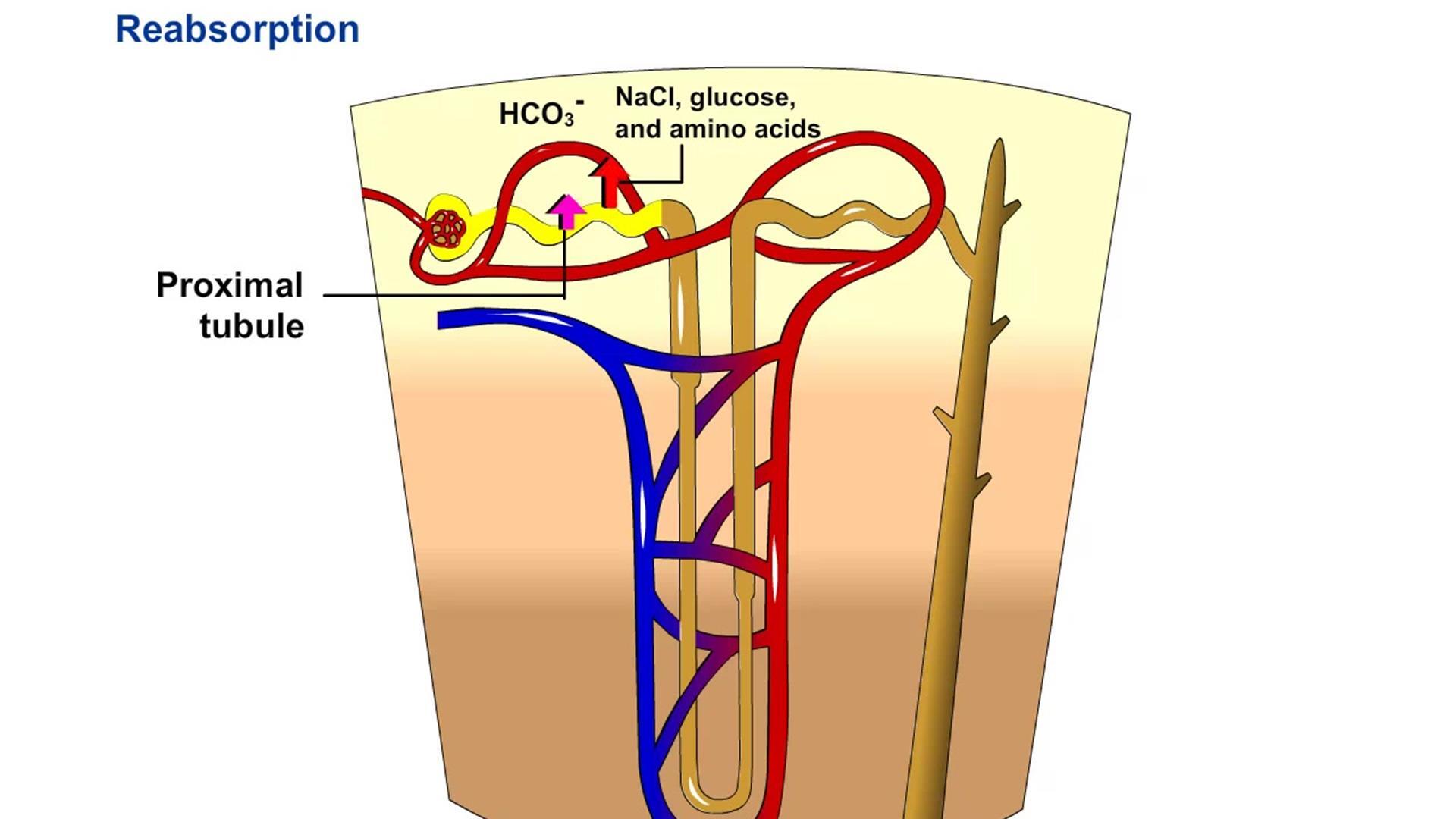 nephron reabsorption