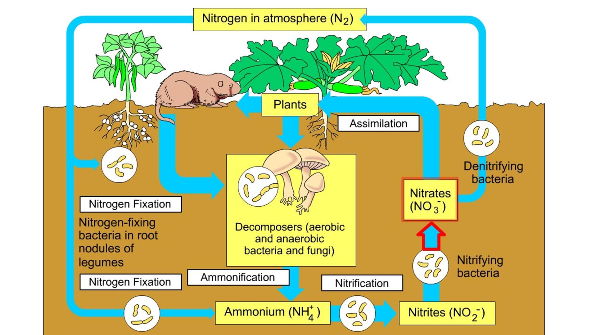 Animation: The Nitrogen Cycle | Pearson+ Channels