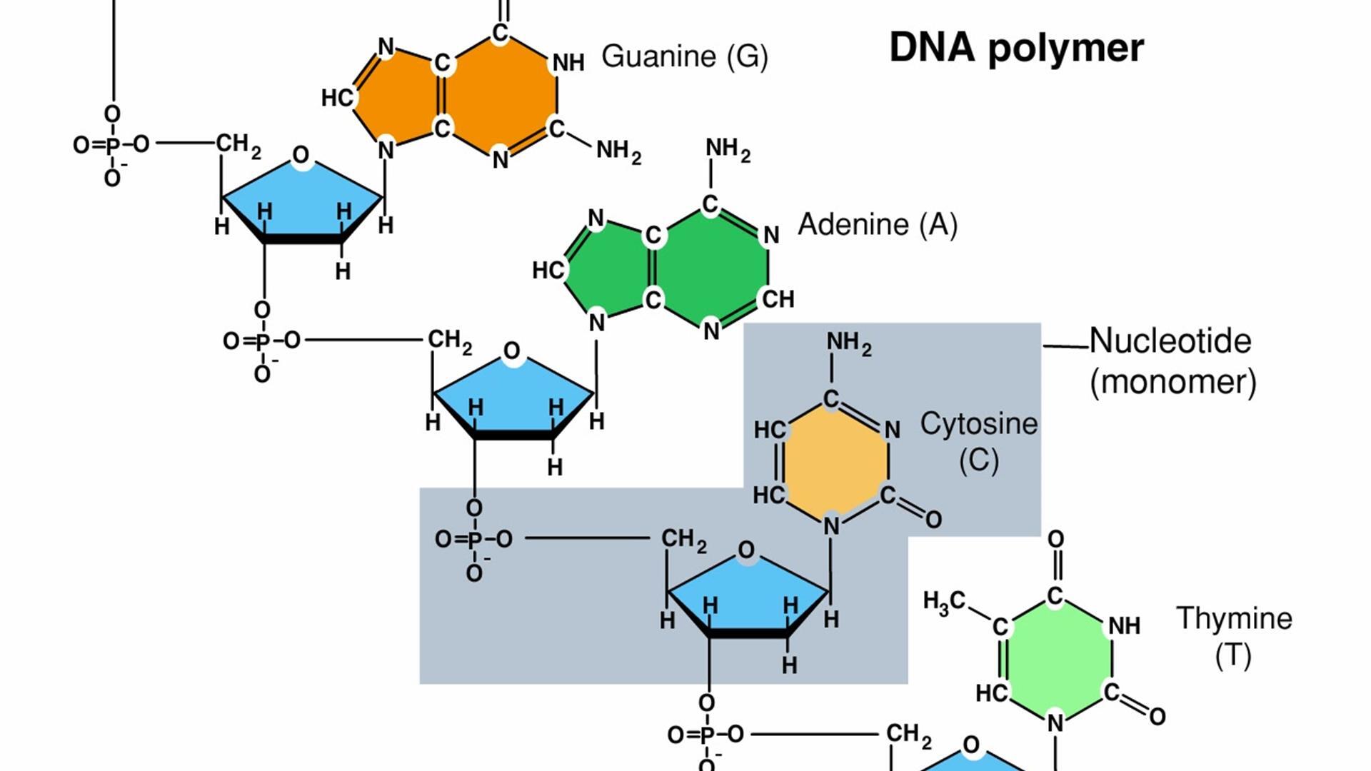 general nucleotide structure