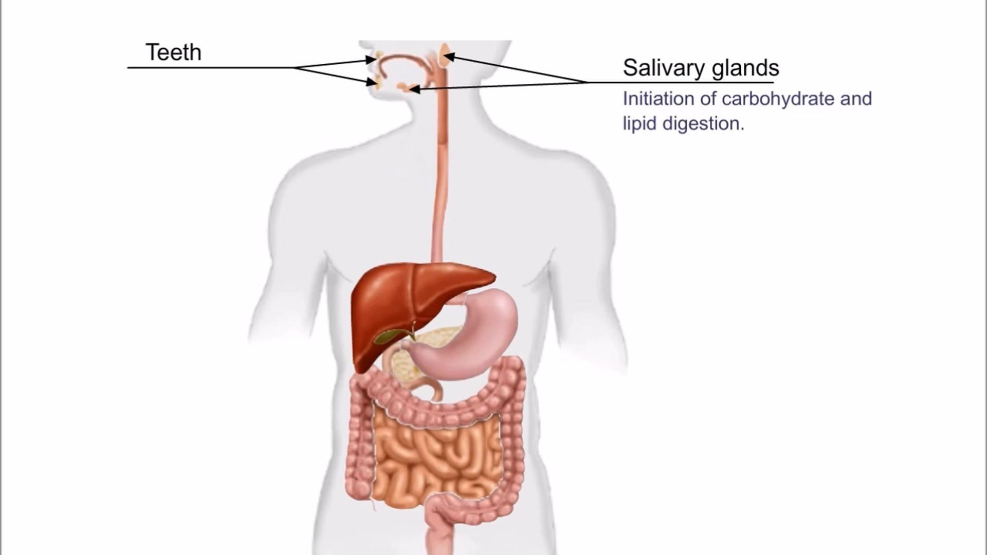 human digestive system diagram