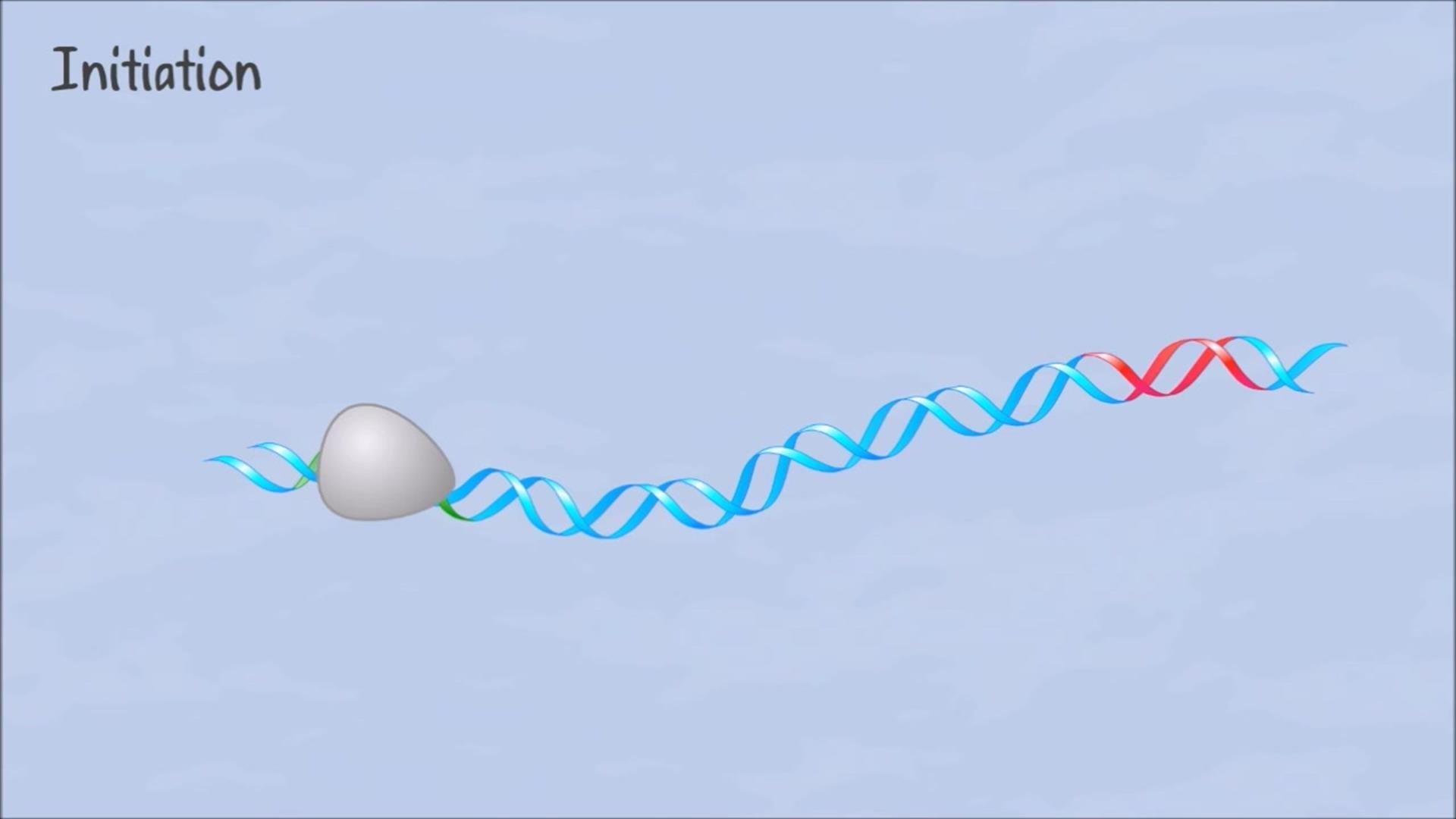 Animation: Overview of Transcription in Bacteria | Pearson+ Channels