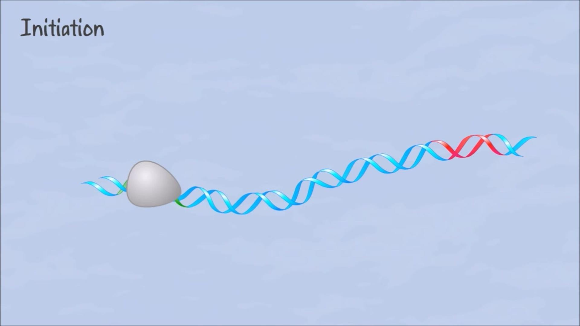 Dna Transcription Animation