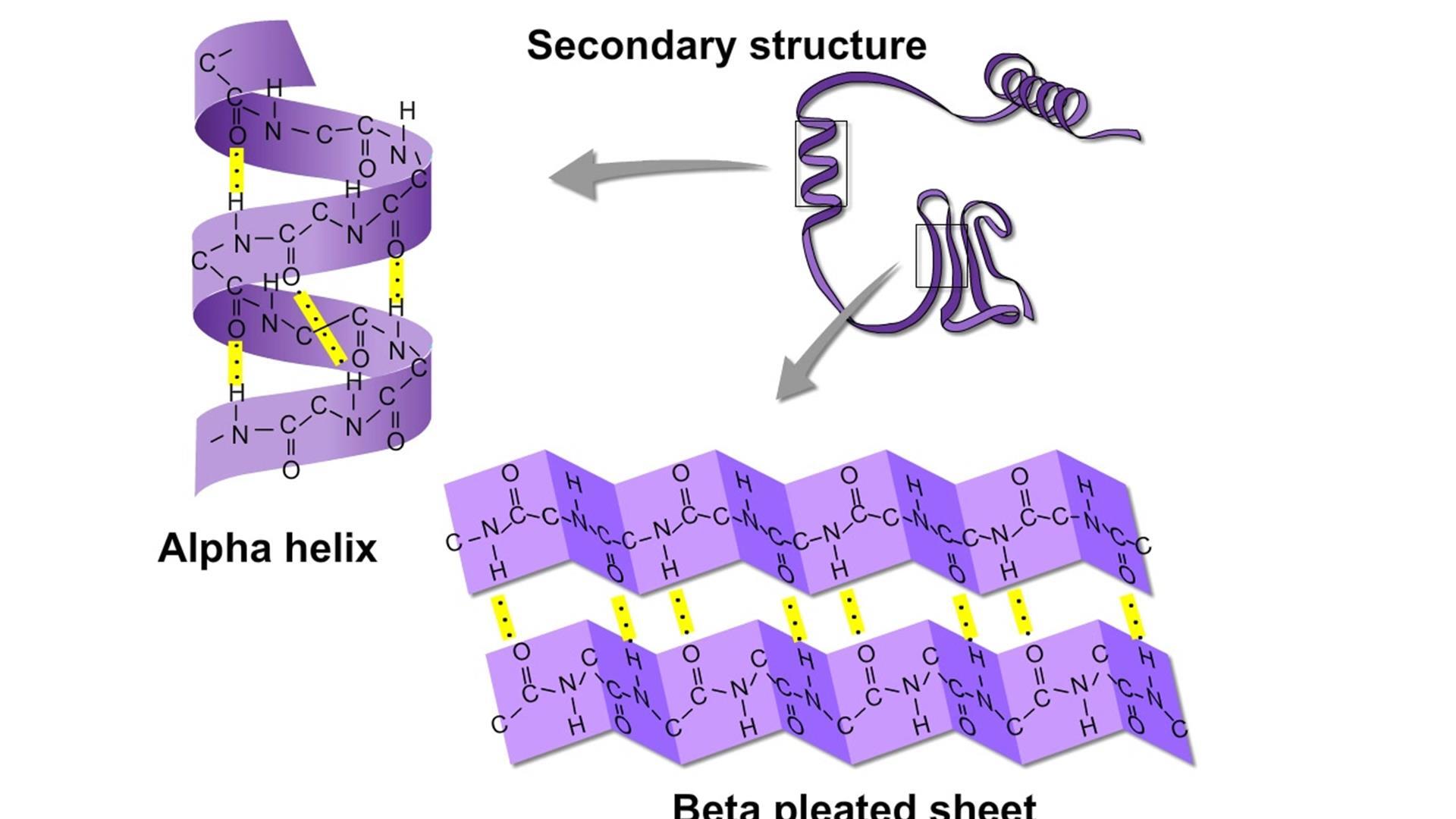 peptide bond formation animation