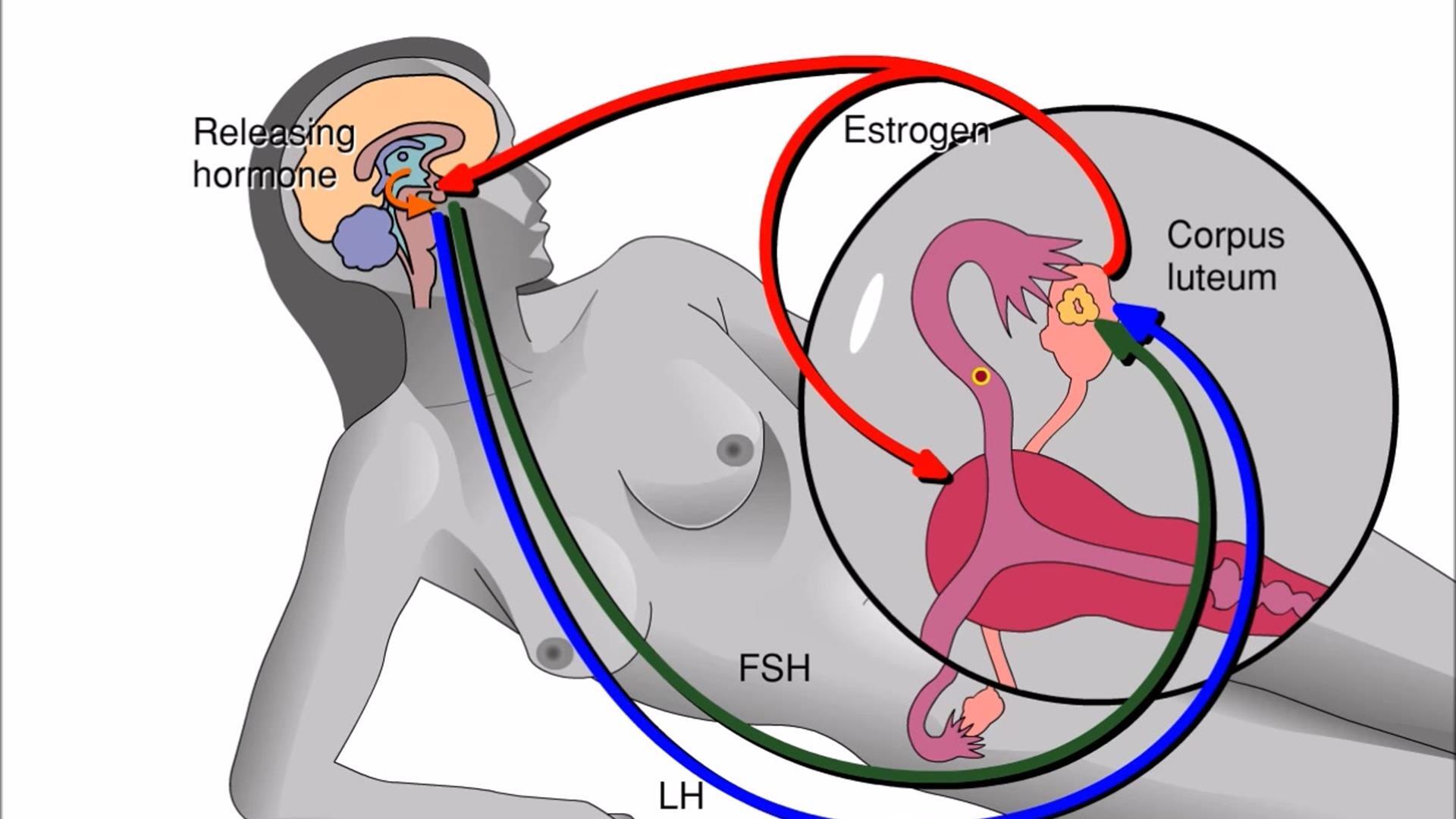 Animation: Reproductive Cycles of the Human Female | Pearson+ Channels