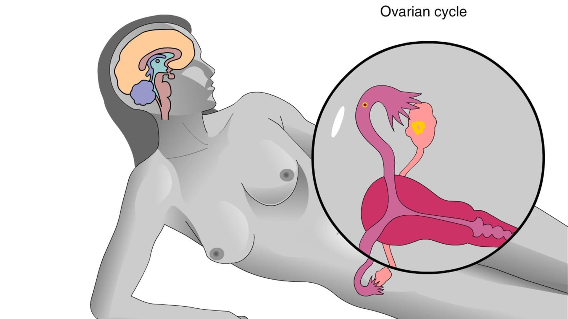 Animation: Reproductive System of the Human Female | Pearson+ Channels