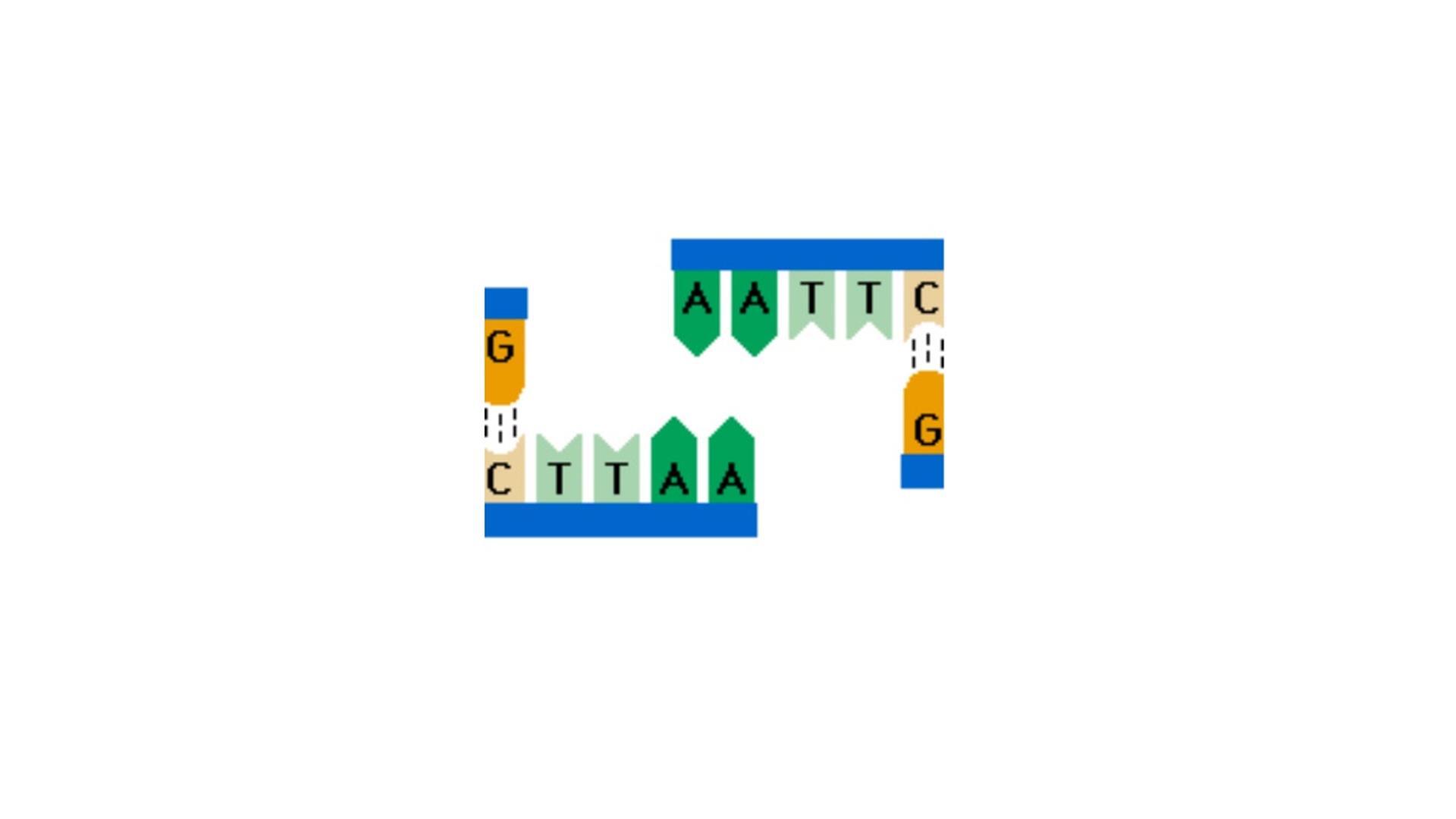 restriction enzymes