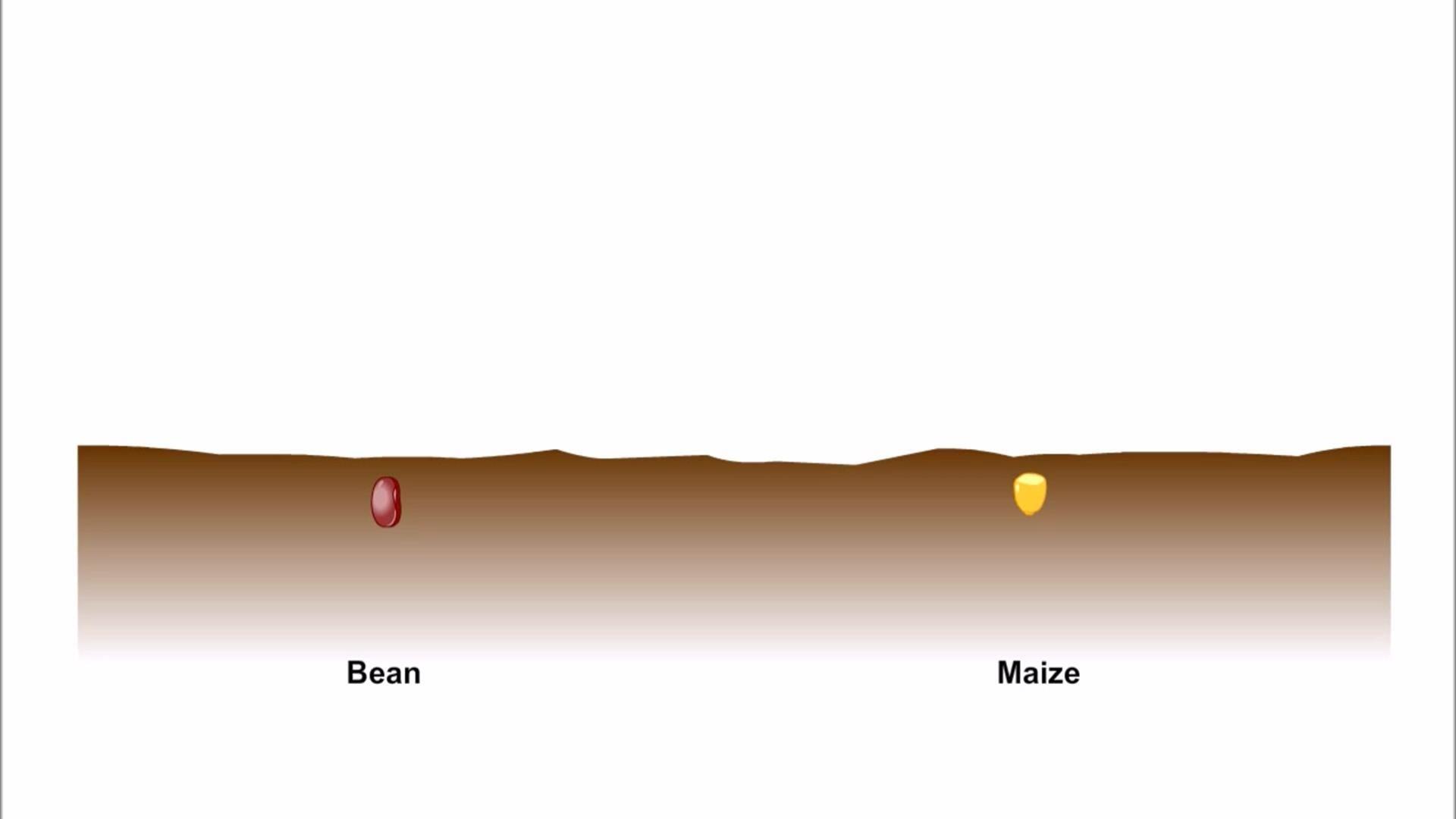 Germination Of Seeds Animation