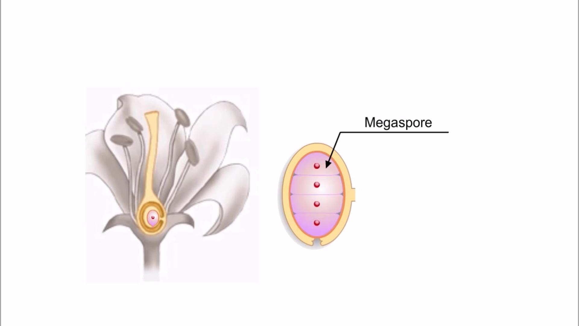 Animation: Sexual Reproduction in Angiosperms | Pearson+ Channels