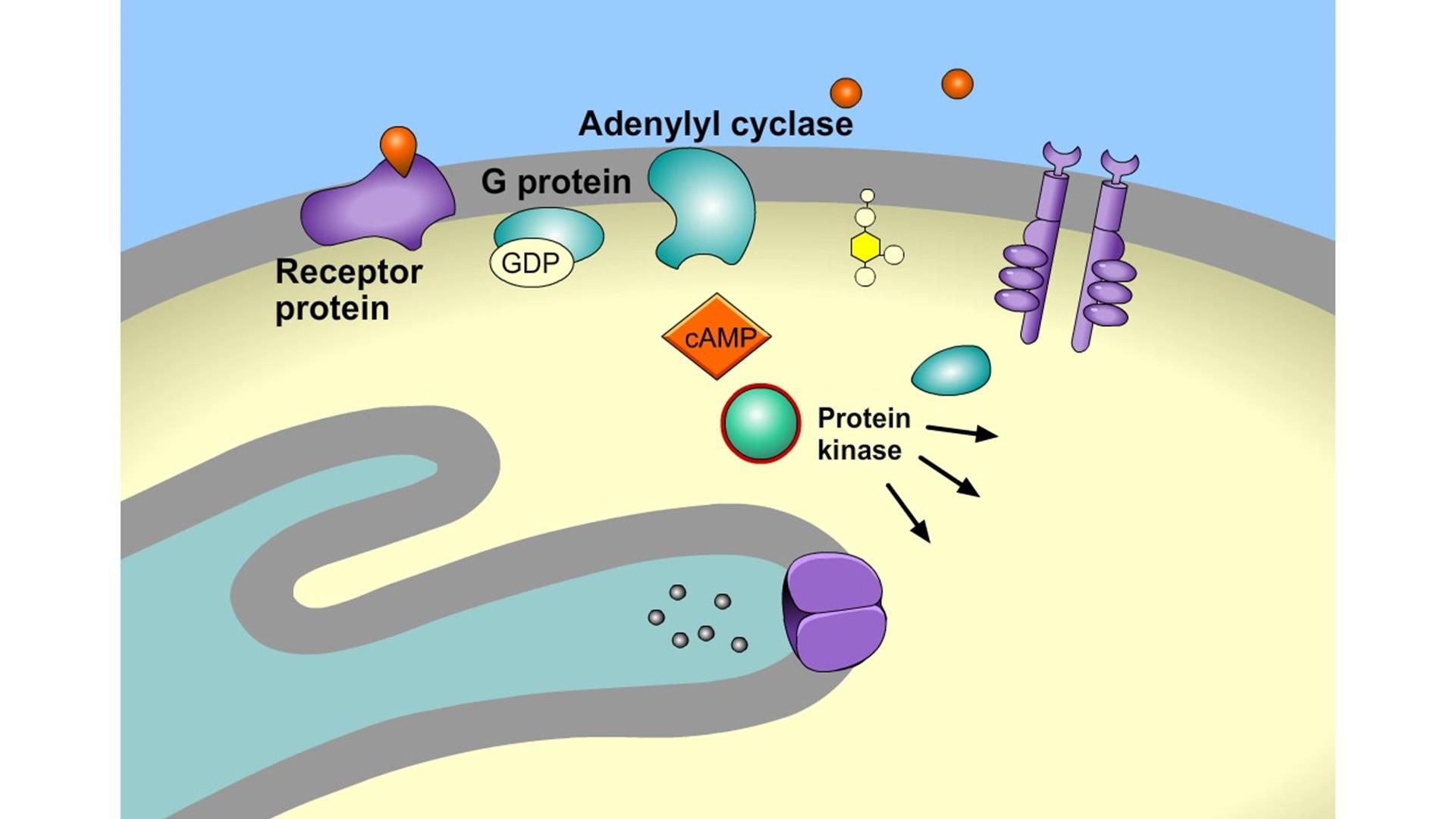 signal transduction pathway camp