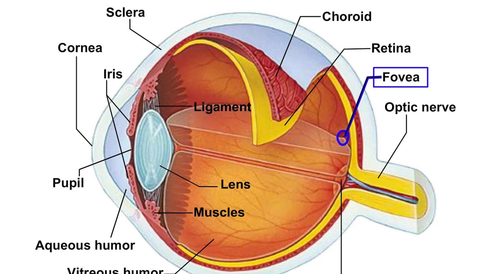 Animation: Structure and Function of the Eye | Pearson+ Channels