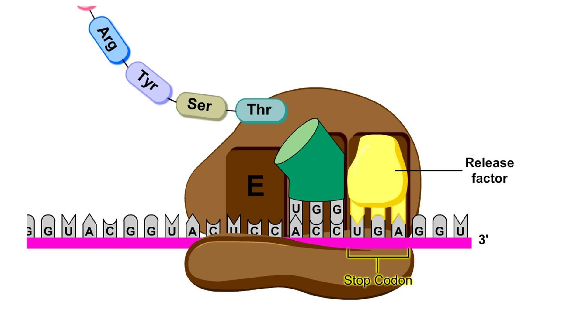 simple protein synthesis animation