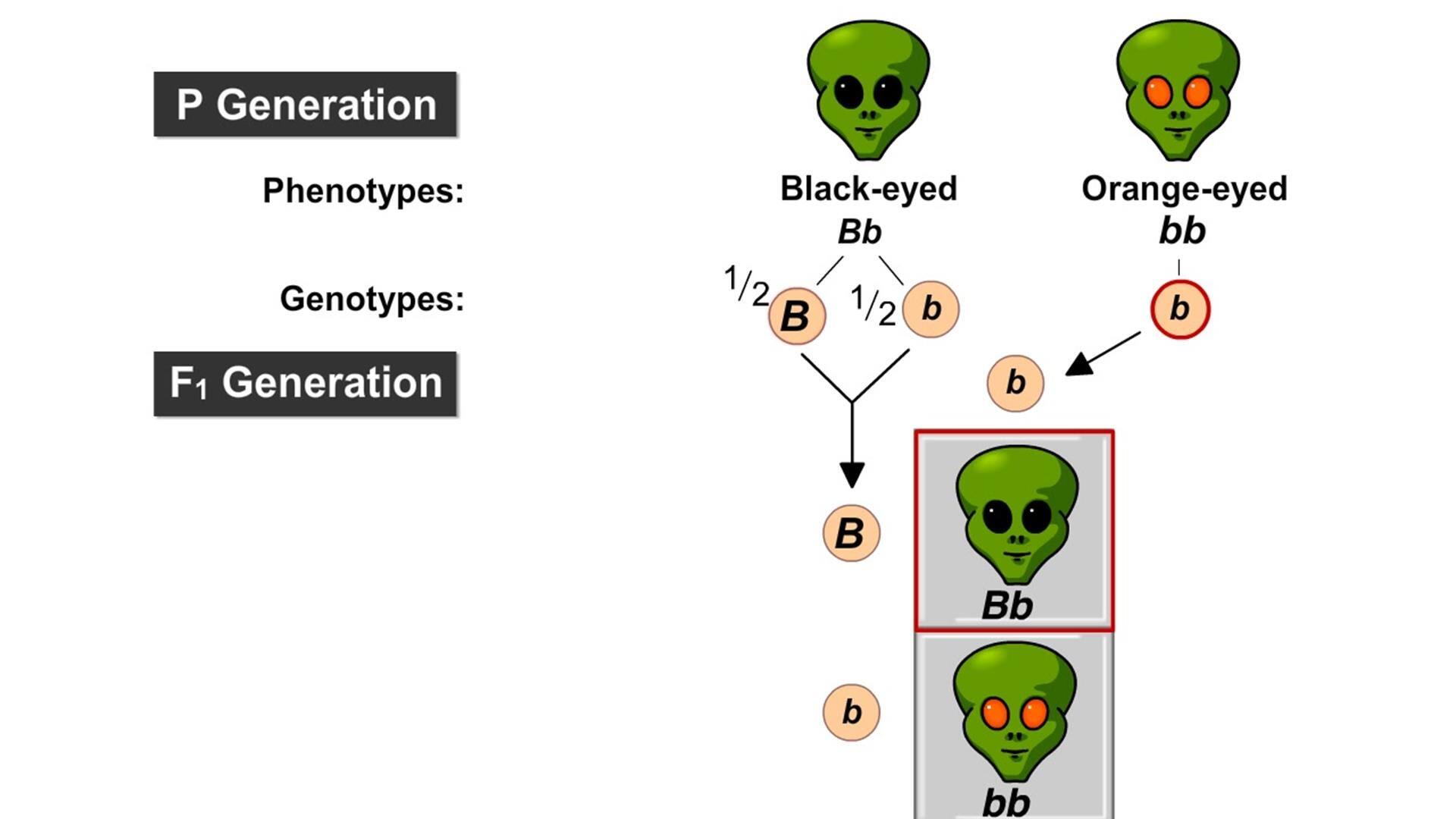 The phenotype and genotype of fermentative prokaryotes