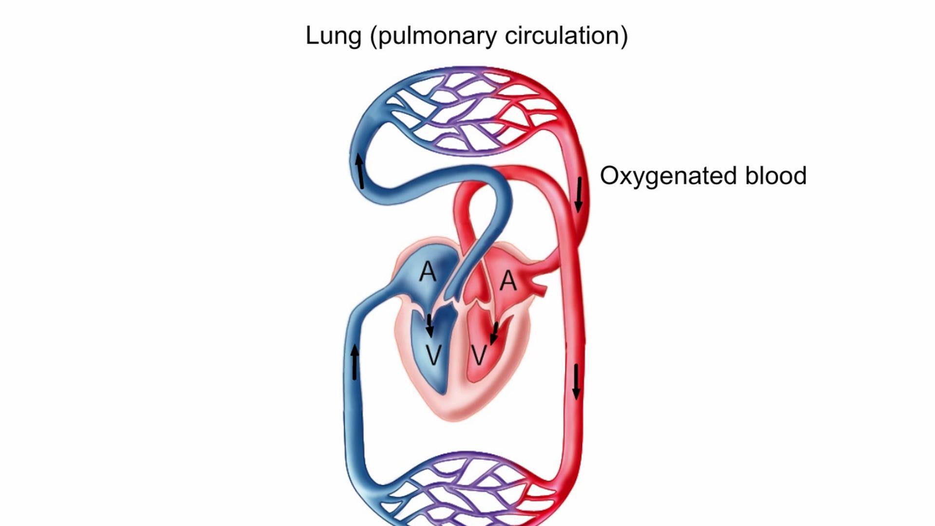 Animation: The Human Heart and Circulation | Pearson+ Channels