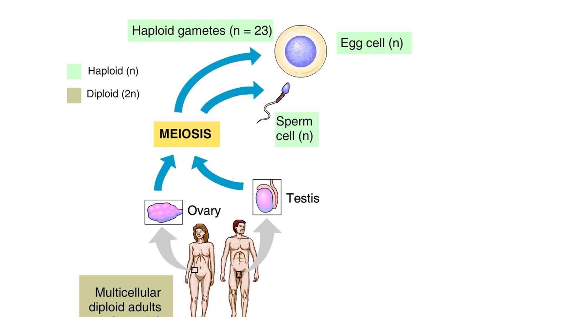 Human Life Cycle Meiosis 1299