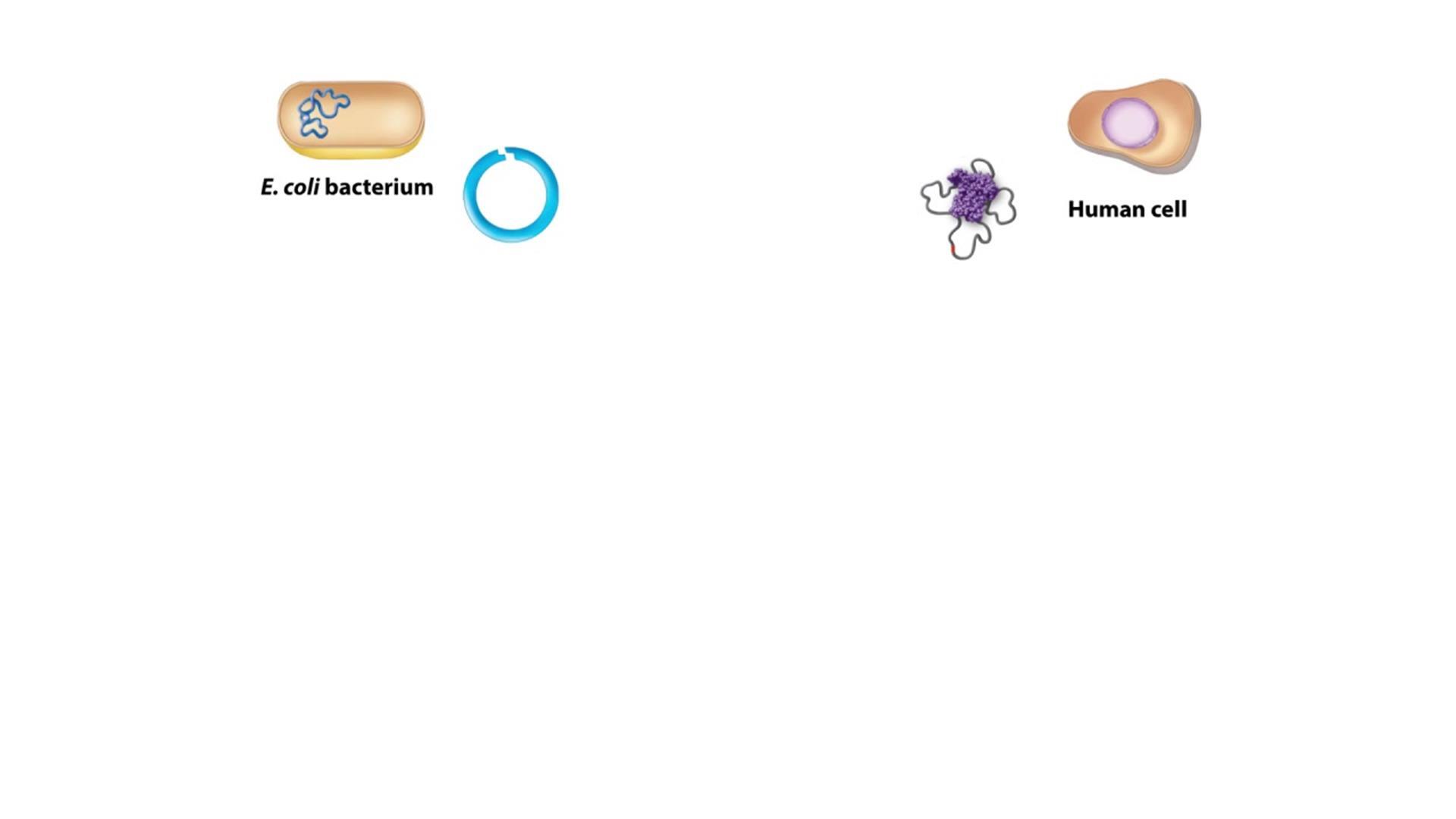 Animation: Creating Recombinant DNA | Pearson+ Channels