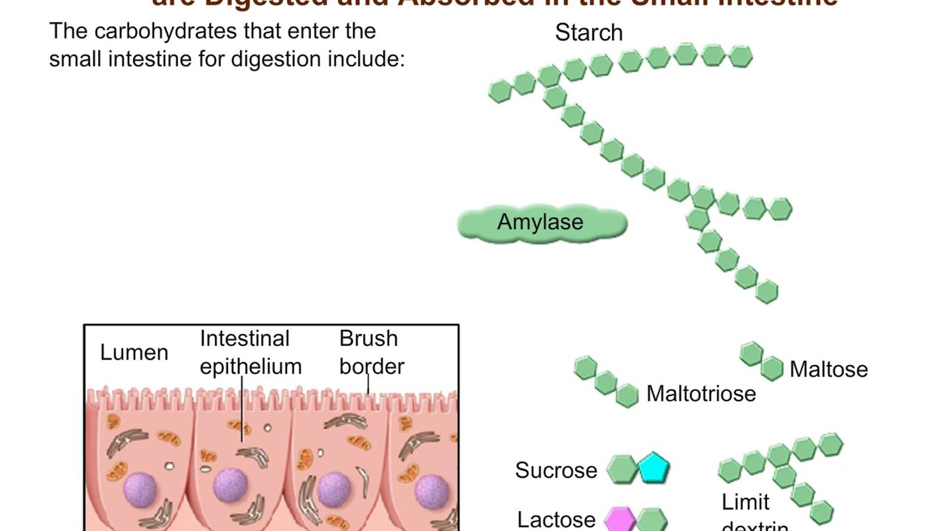 🌱 What breaks down maltose. Maltose Formula. 20221101