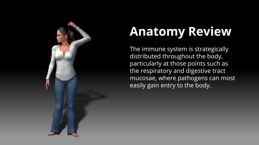 immune system animation