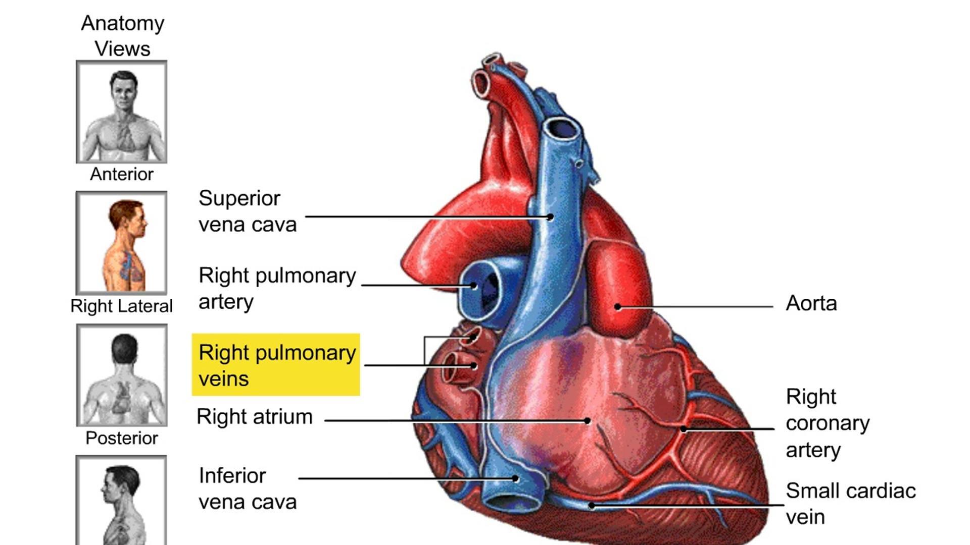Pathway of Blood Through the Heart | Pearson+ Channels
