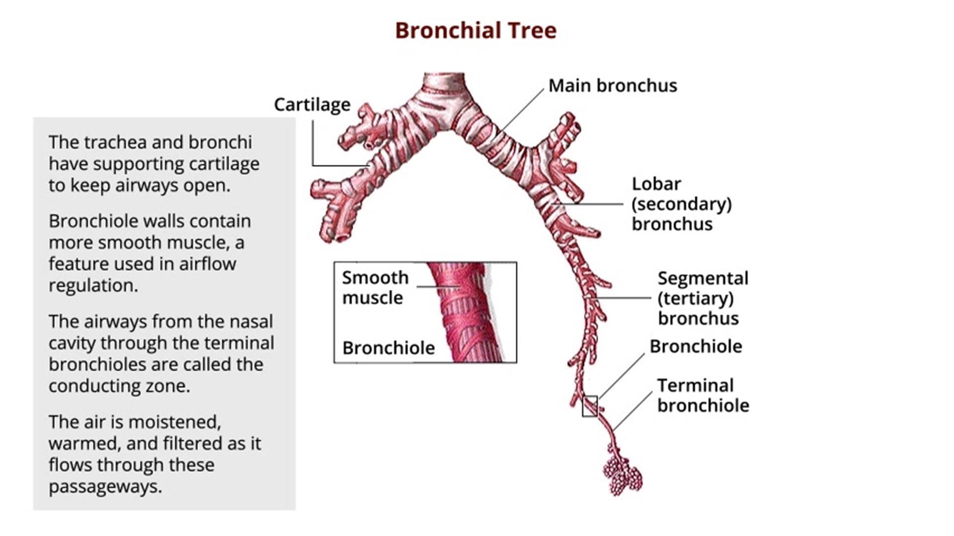 bronchus and bronchiole