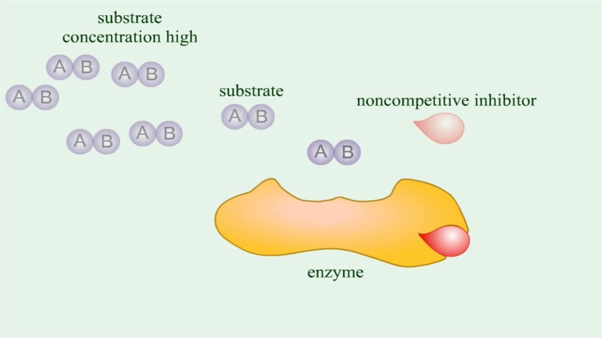 Animation: Enzymes: Noncompetitive Inhibition | Pearson+ Channels
